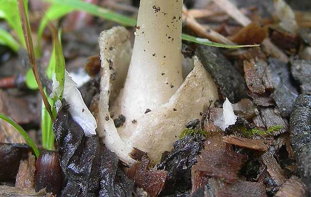 Volvariella spec.